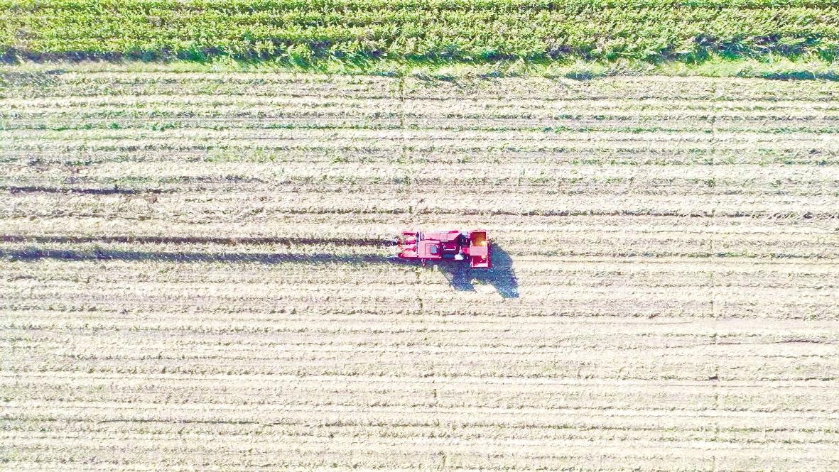 農(nóng)機馳騁 玉米歸倉