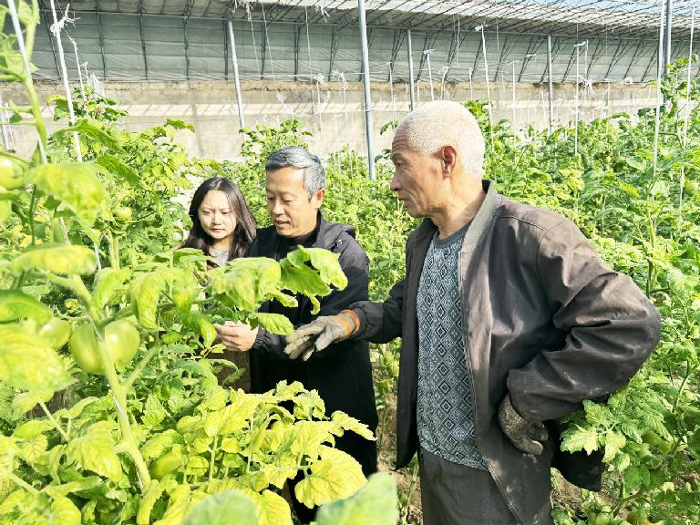 農(nóng)技人員“支招”冬菜管護(hù)