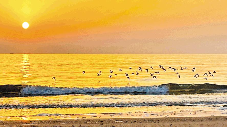 日出與海鷗共舞