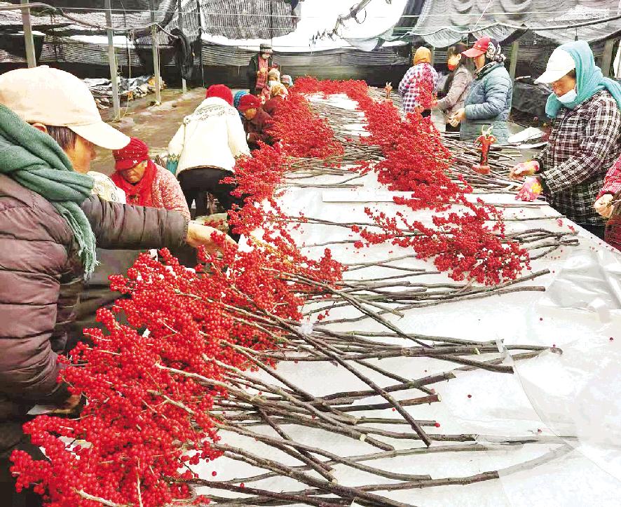 北美冬青大豐收