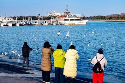 西伯利亞“白精靈”赴約日照