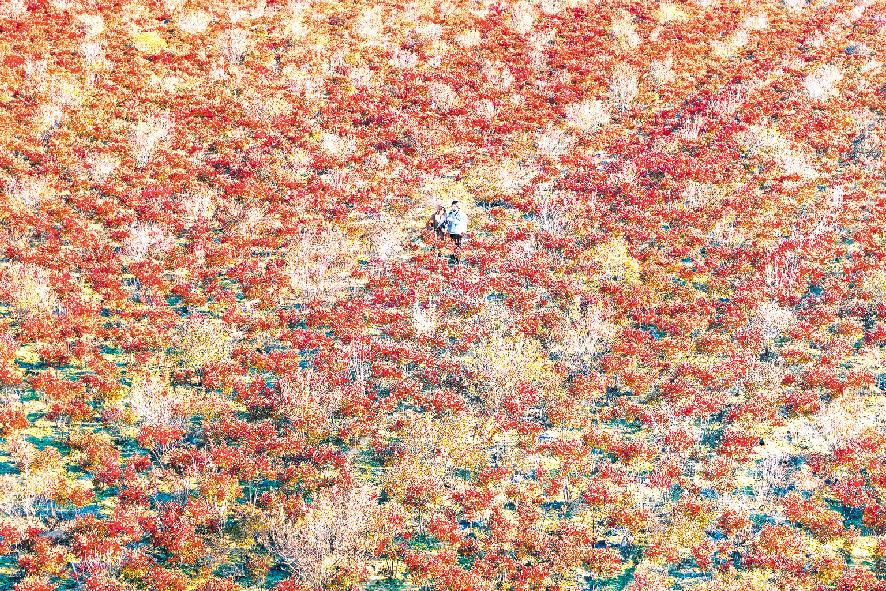 發(fā)展特色種植 聚力產(chǎn)業(yè)融合