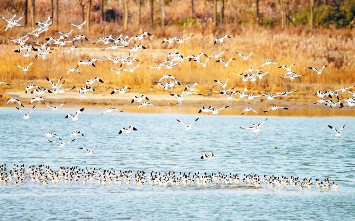 候鳥翔集繪就生態(tài)畫卷